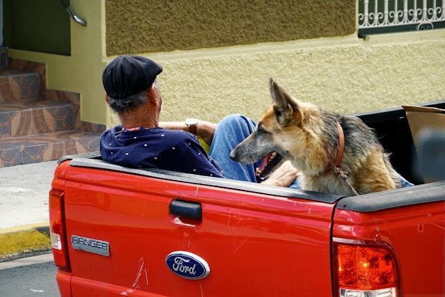 Vacances avec un animal