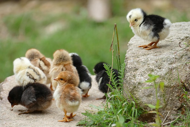 poules