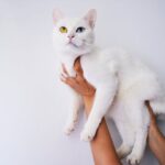 5 astuces essentielles pour rendre votre chat heureux et en bonne santé